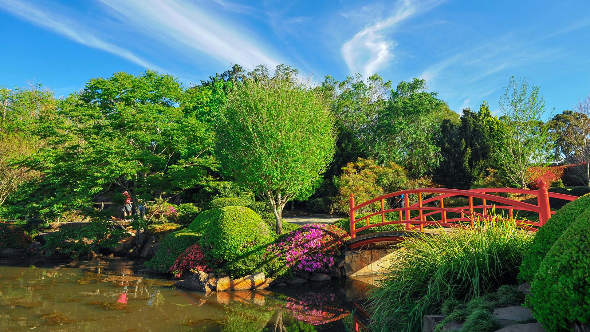 Japanese garden with a red bridge in Toowoomba.