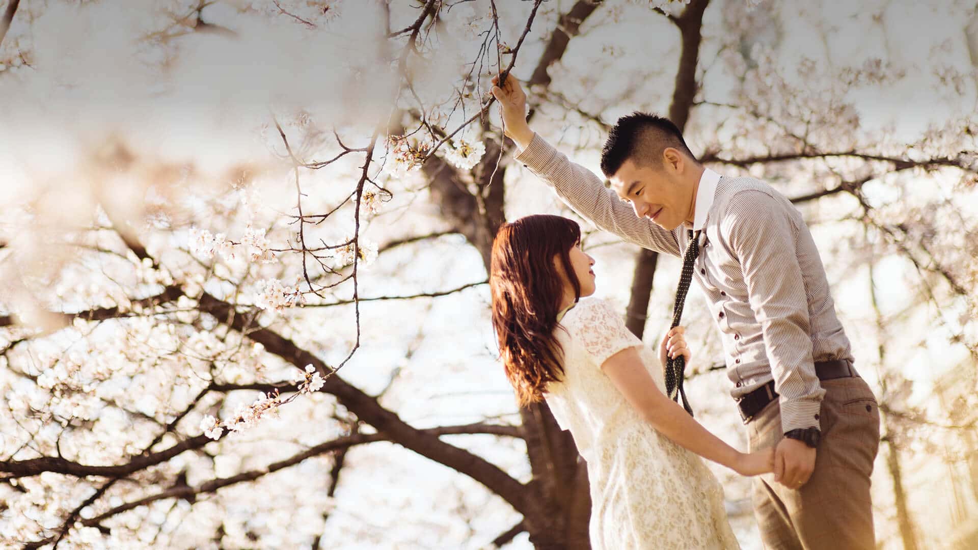 Korean dating symbolized by a couple that stands under a cherry blossom tree in australia and looks straight in the eyes