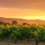 Panorama to illustrate dating in adelaide hills