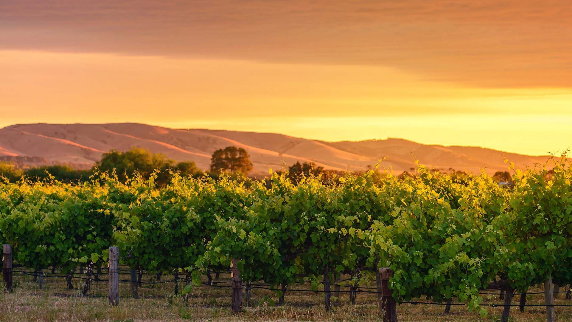 Panorama to illustrate dating in adelaide hills