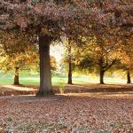 Panorama to illustrate dating in warragul