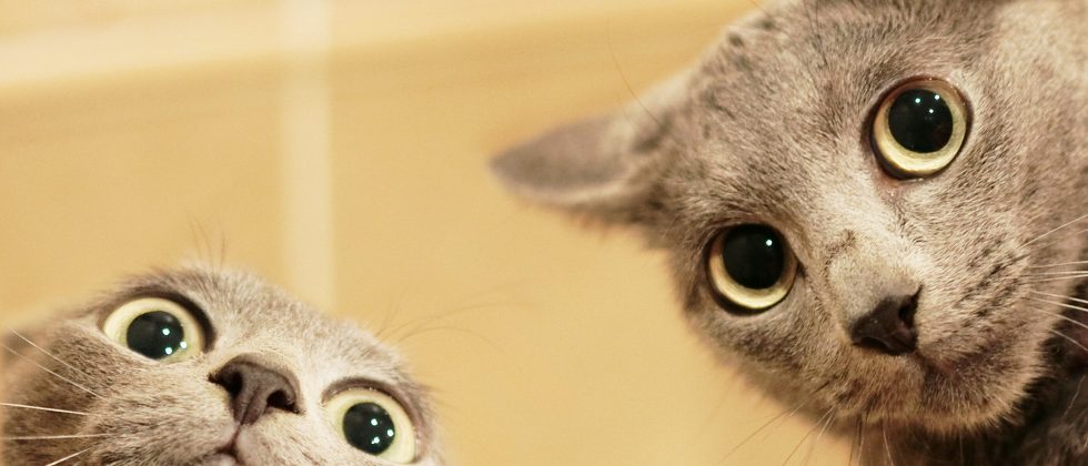 Two cats indoors
