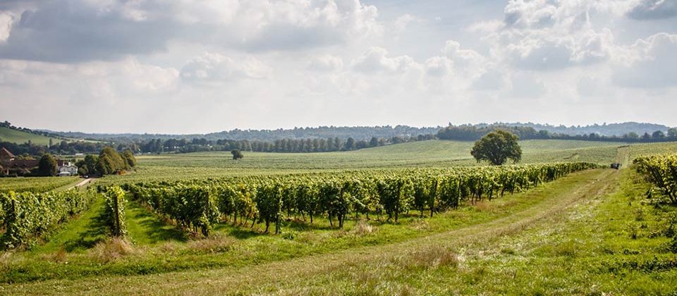 Surrey Dating - Denbies Wine Estate